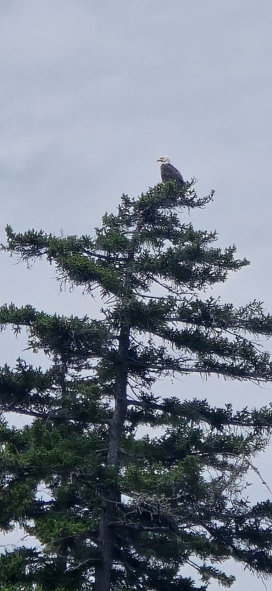 Bald Eagle - ML639201686