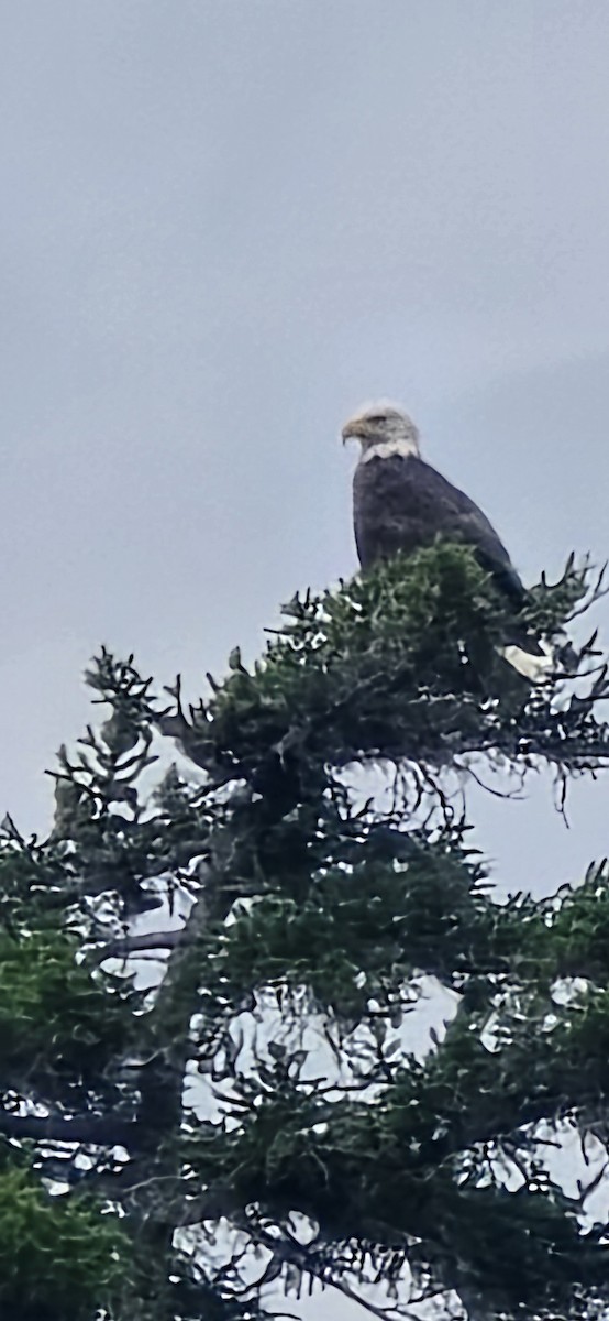 Bald Eagle - ML639201691