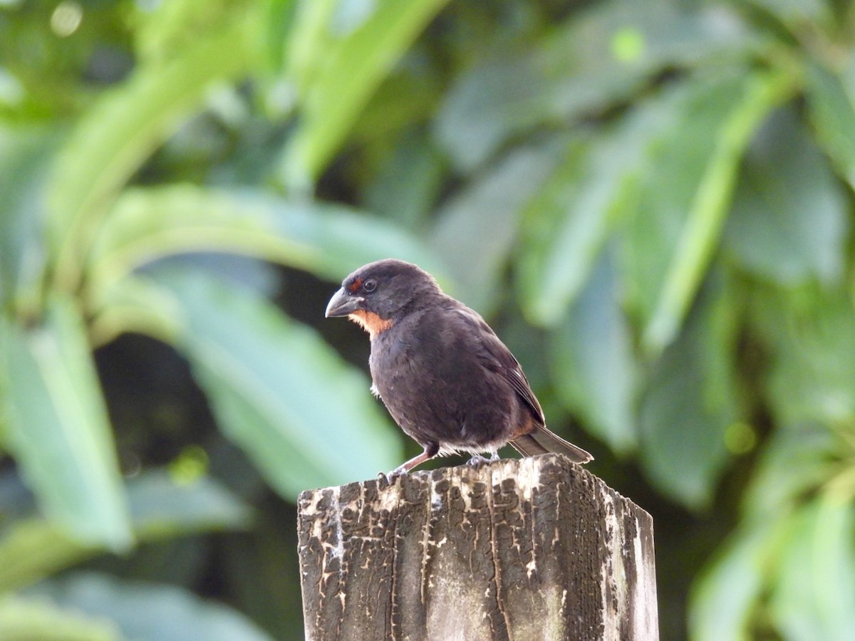 Lesser Antillean Bullfinch - ML639202039