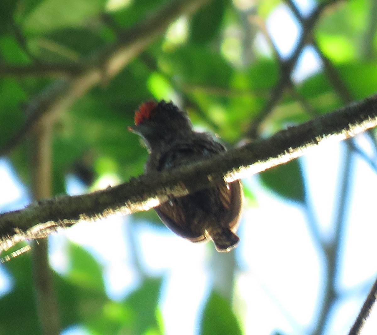 Varzea Piculet - ML639202132