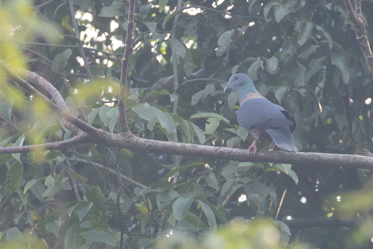 Western Bronze-naped Pigeon - ML639202171
