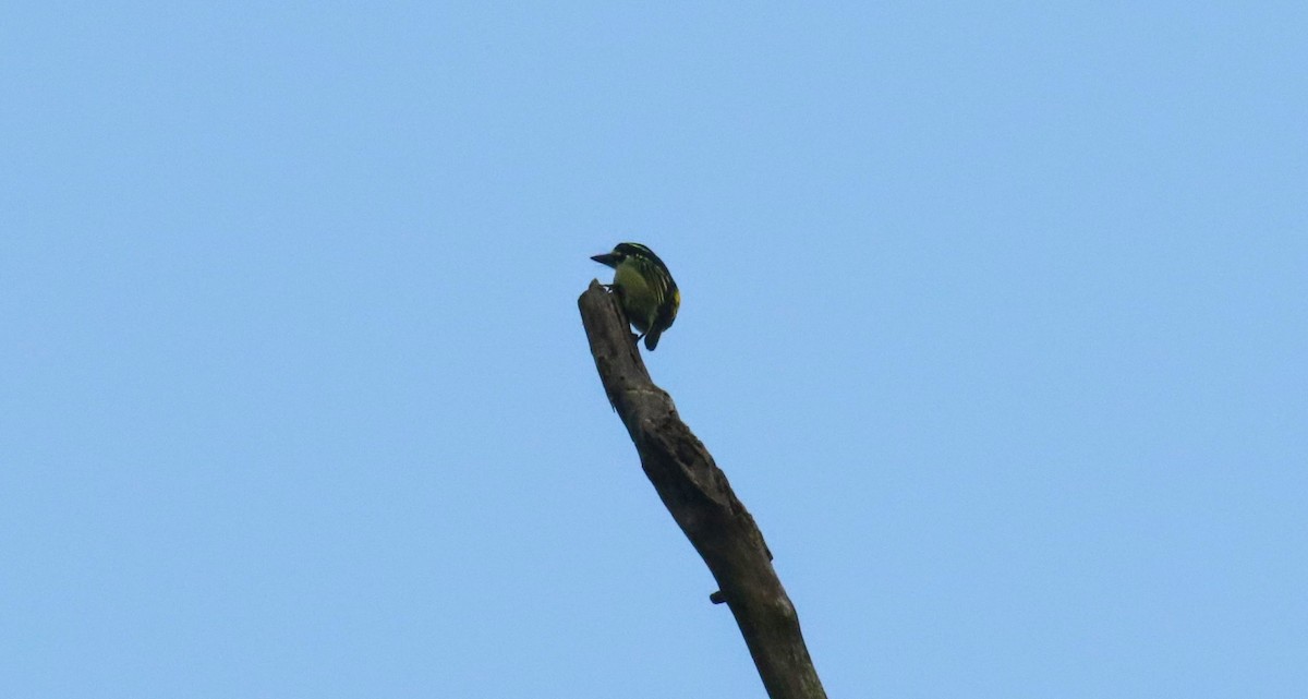 Yellow-throated Tinkerbird - ML639202236