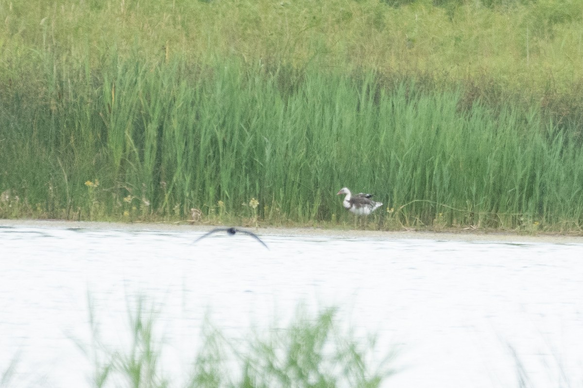 雁類 - ML639202258