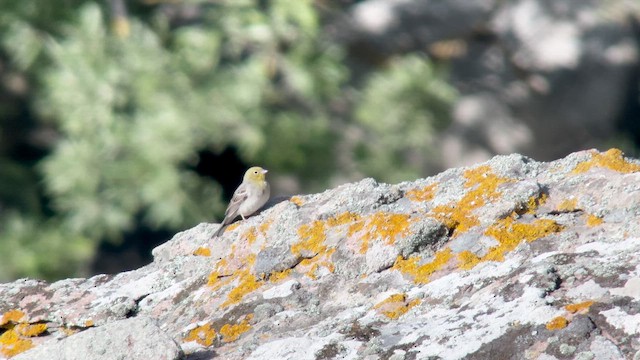 Cinereous Bunting - ML639202285