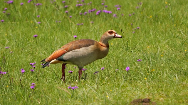 Egyptian Goose - ML639202318