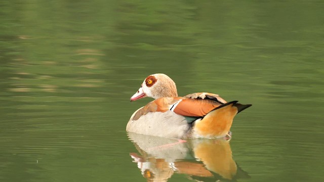 Egyptian Goose - ML639202319