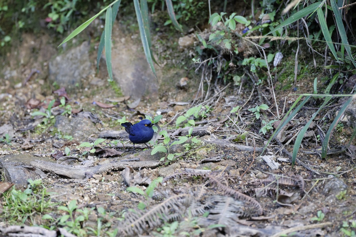 Deep-blue Flowerpiercer - ML639202399