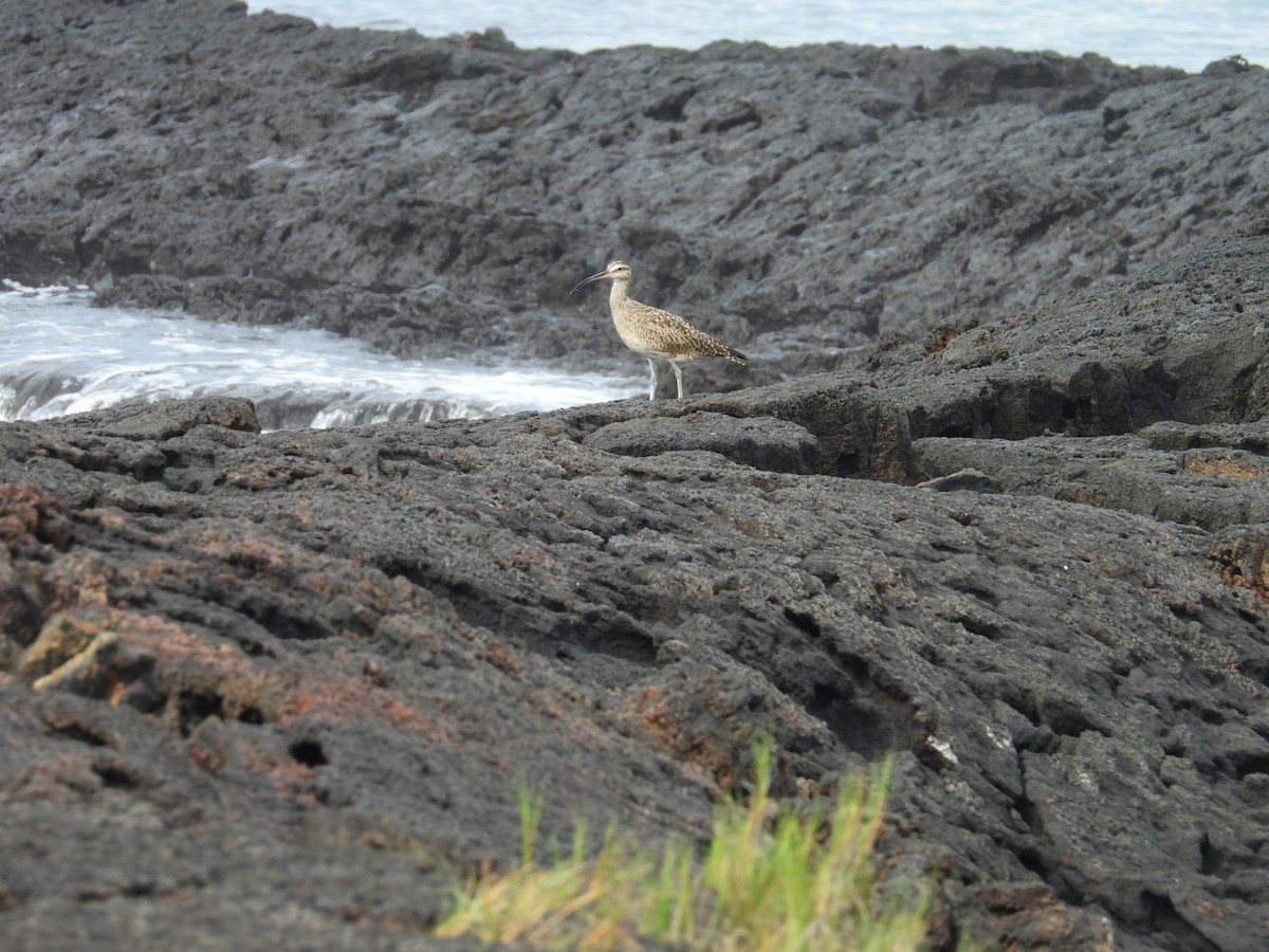 Regenbrachvogel - ML639202524