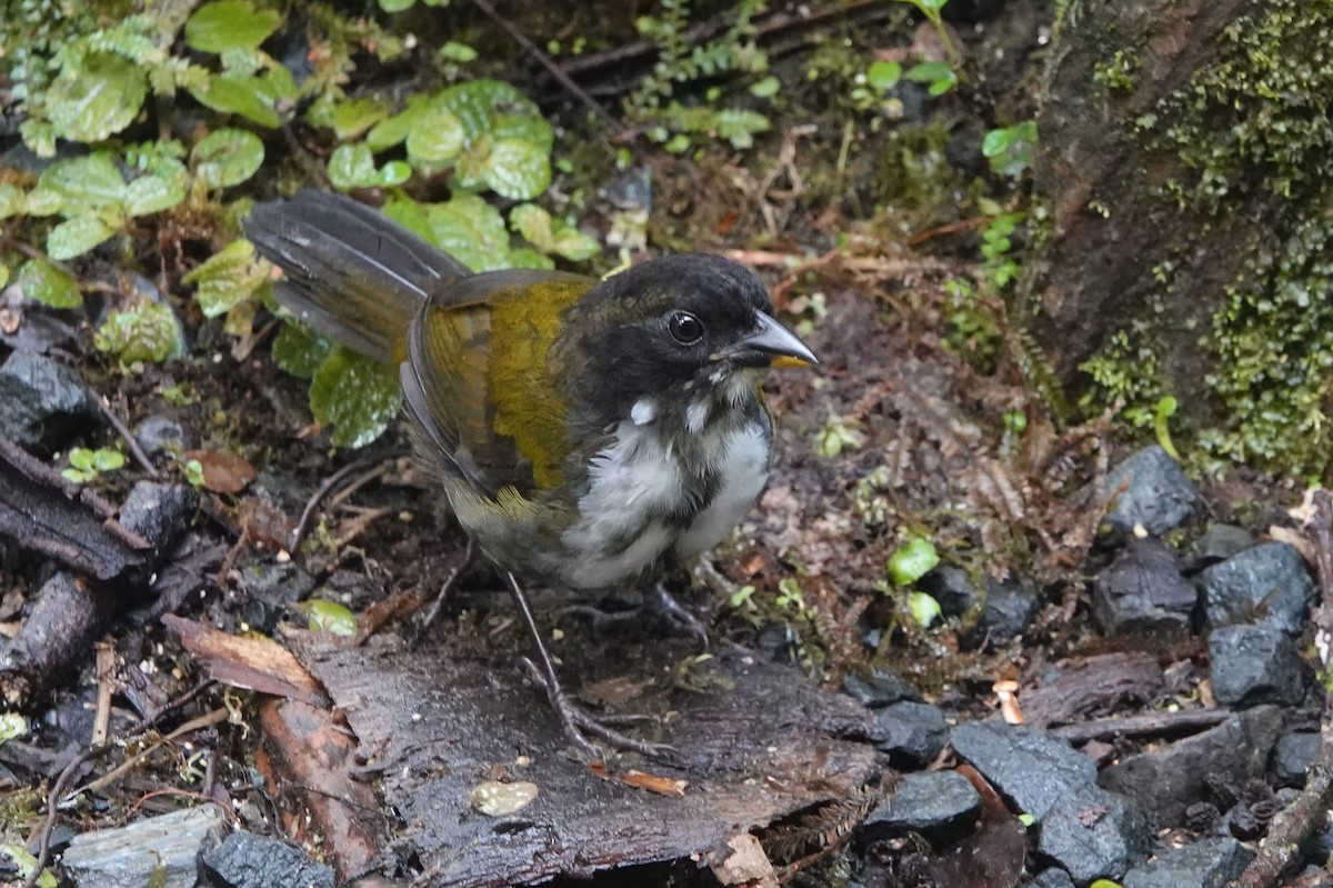 Black-headed Brushfinch - ML639202549