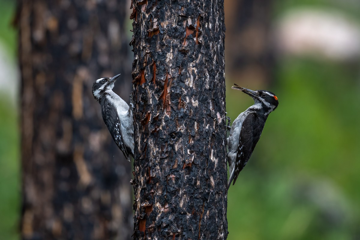 Hairy Woodpecker (Rocky Mts.) - ML639202589