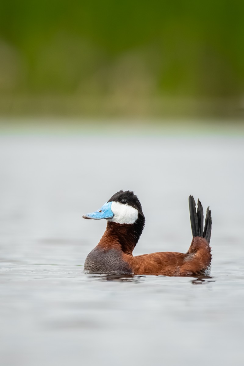 Ruddy Duck - ML639202603