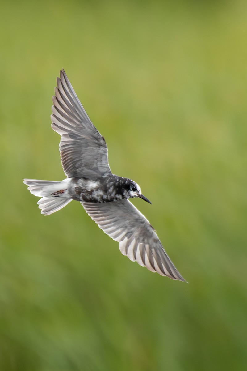 黑浮鷗 - ML639202623