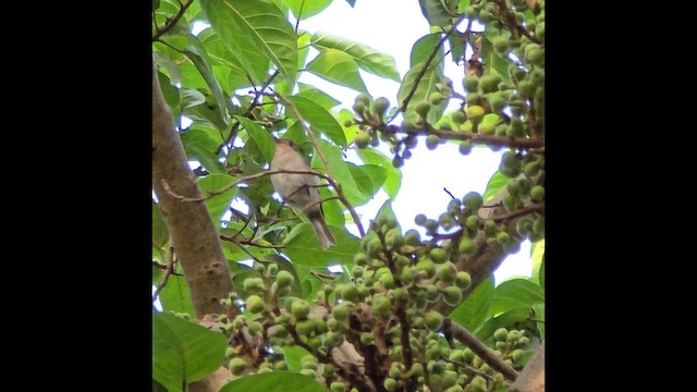 Asian Brown Flycatcher - ML639202656