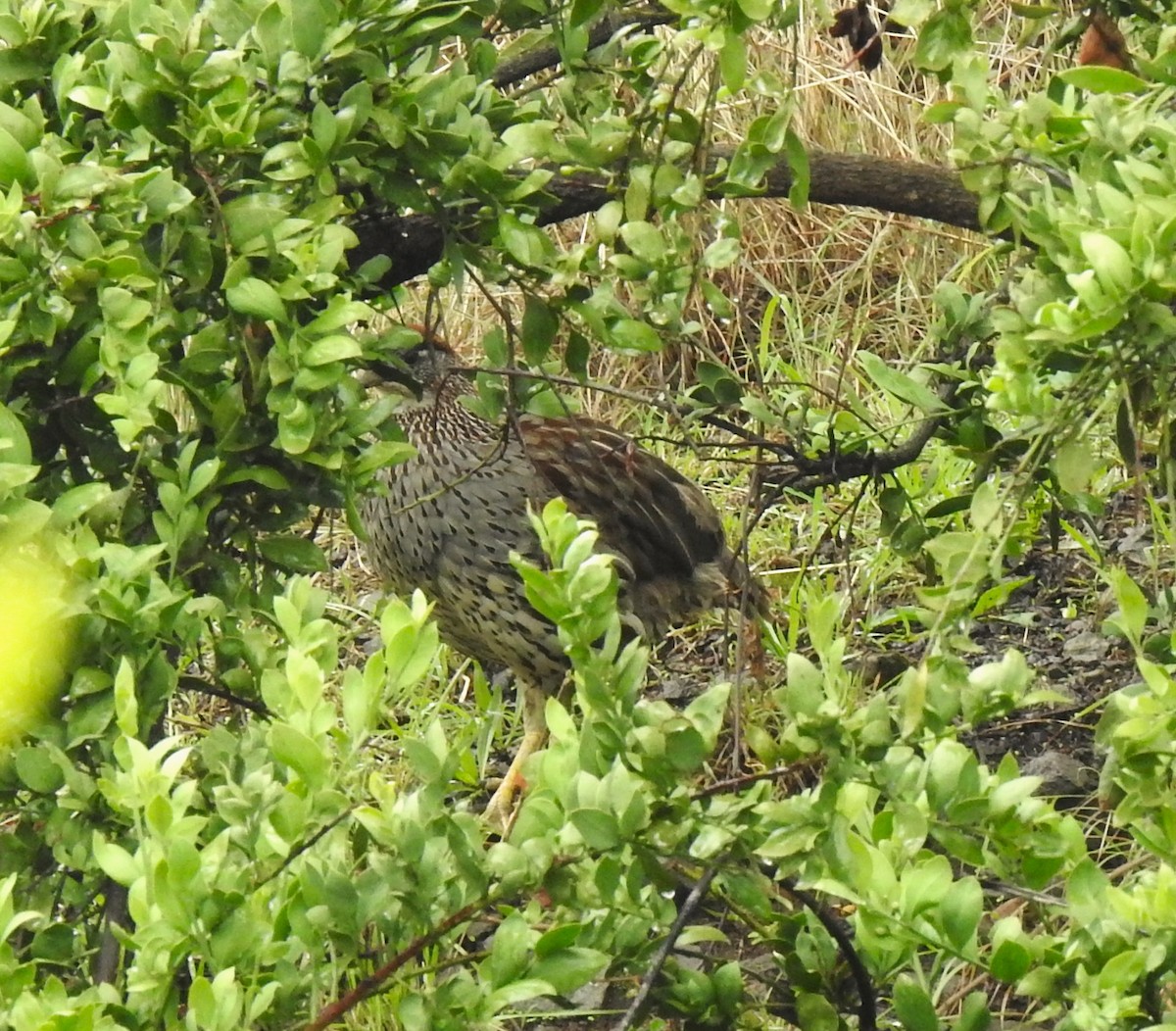 Francolin d'Erckel - ML639202660