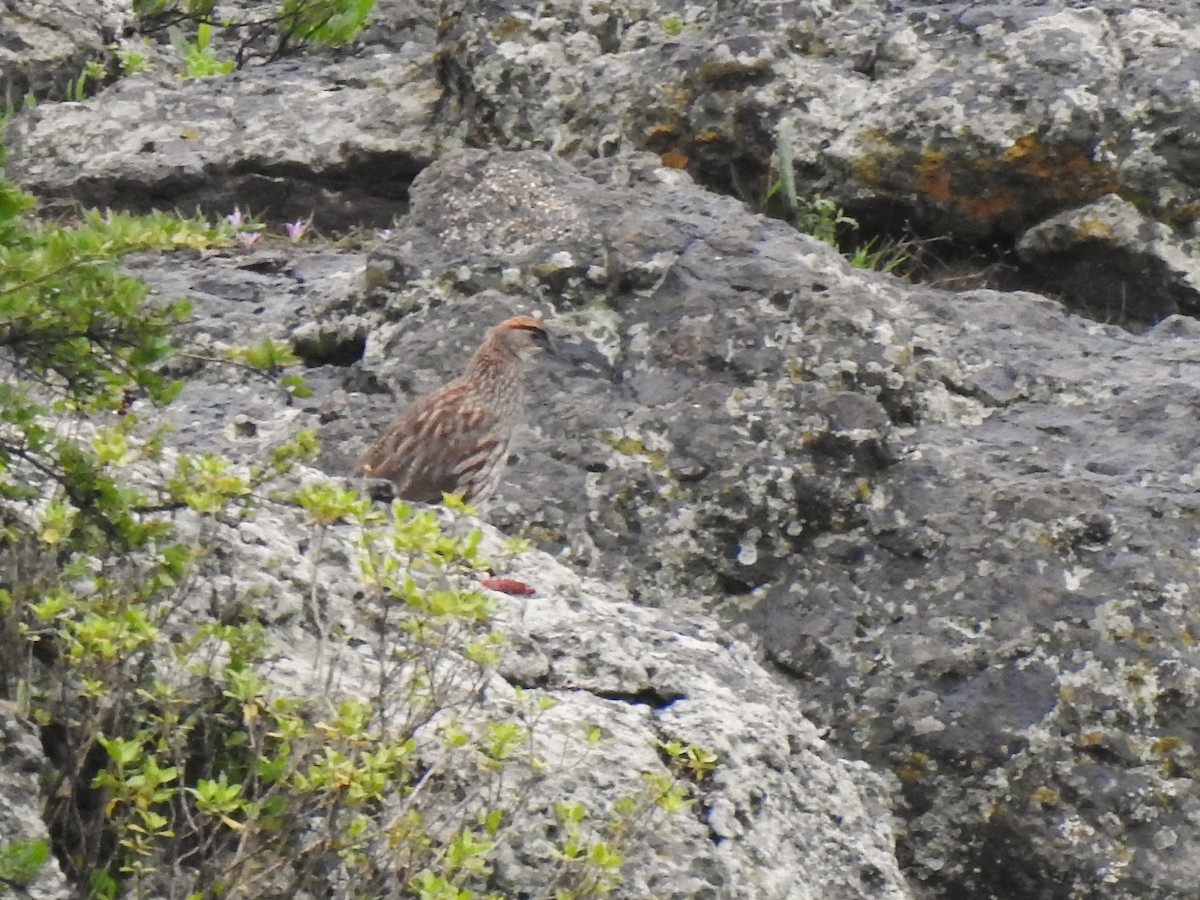 Francolin d'Erckel - ML639202661