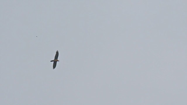 Bearded Vulture (African) - ML639202662