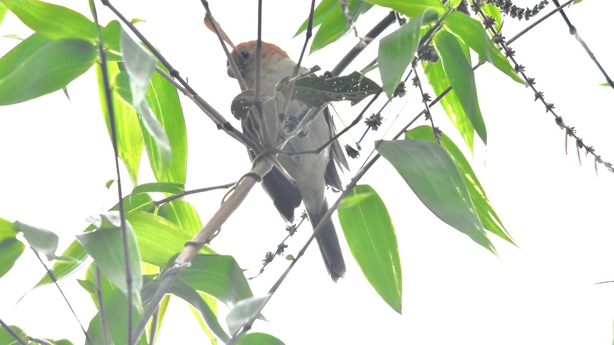 Rufous-headed Parrotbill - ML639202708