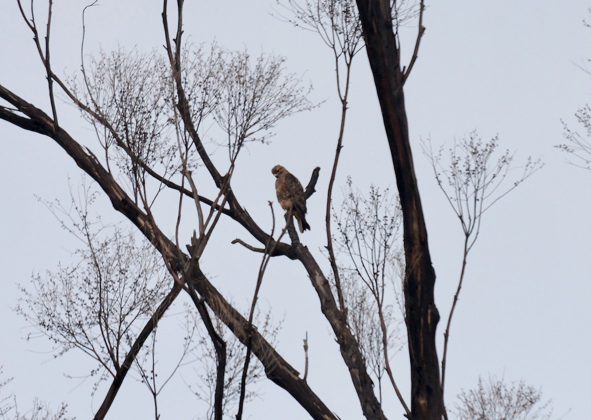 Poiana (vulpinus/menetriesi) - ML639202809