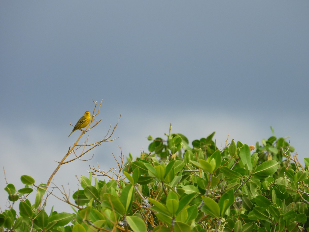 Goldwaldsänger (aureola) - ML639202848