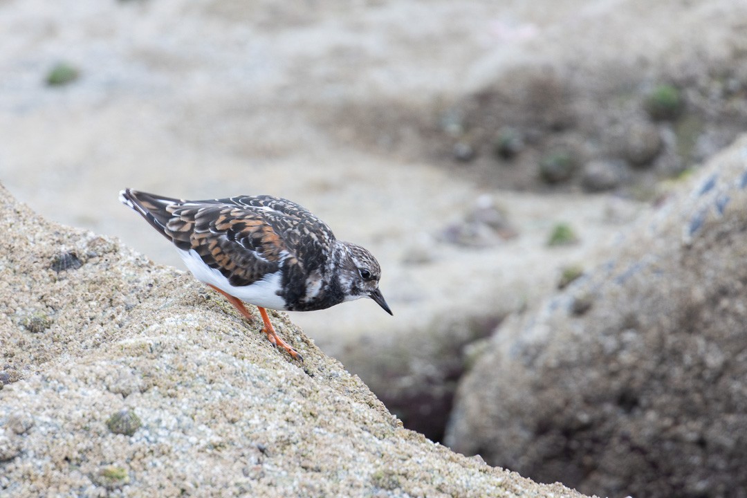 Ruddy Turnstone - ML639202897