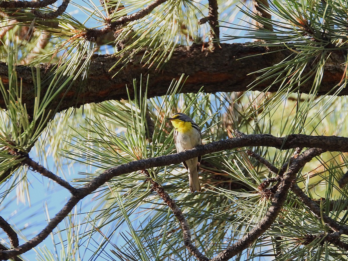 Аризонская древесница - ML639202938