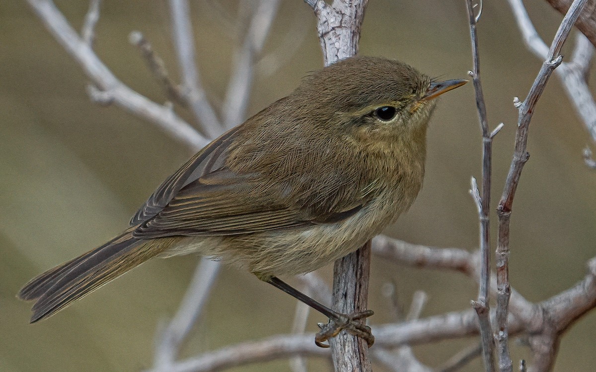 Canary Islands Chiffchaff - ML639202956