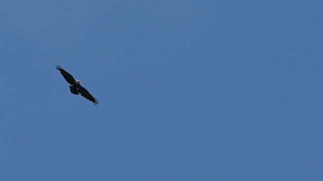 White-necked Raven - ML639202960