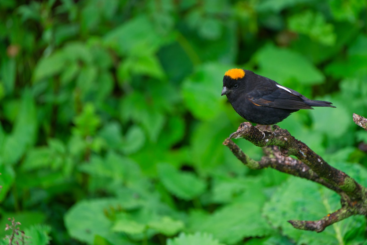 Gold-naped Finch - ML639202969