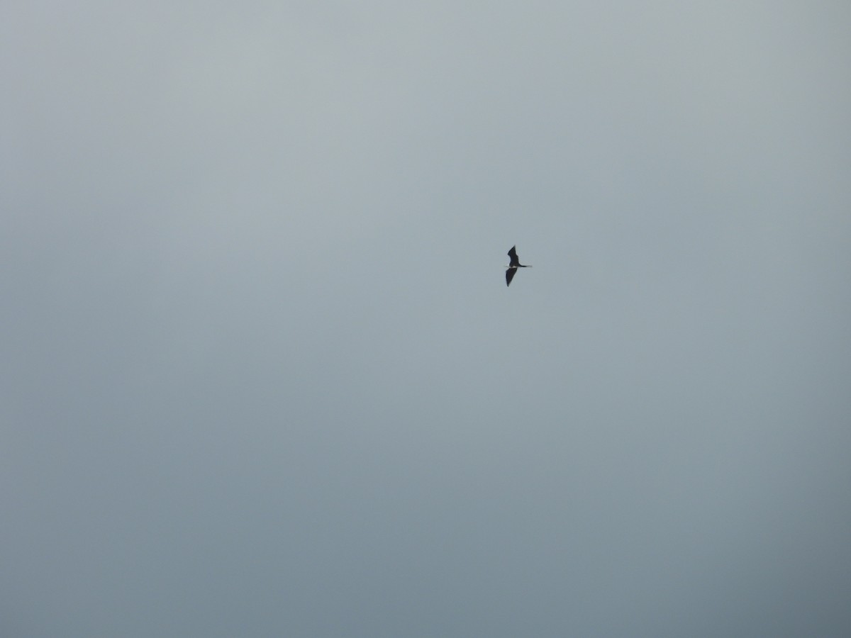 Prachtfregattvogel - ML639202980