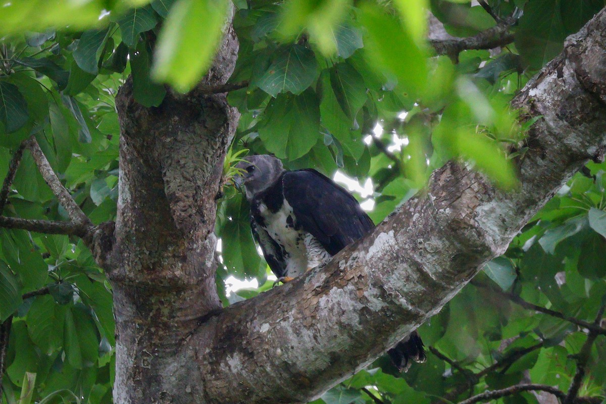 eBird Checklist - 20 Jul 2025 - Río Chucunaque - 32 species (+1 other taxa)