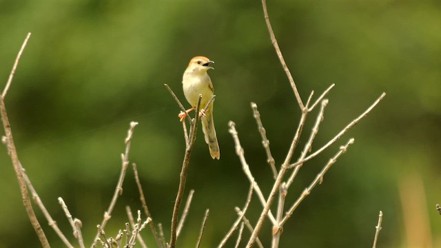 Levaillant's Cisticola - ML639203102