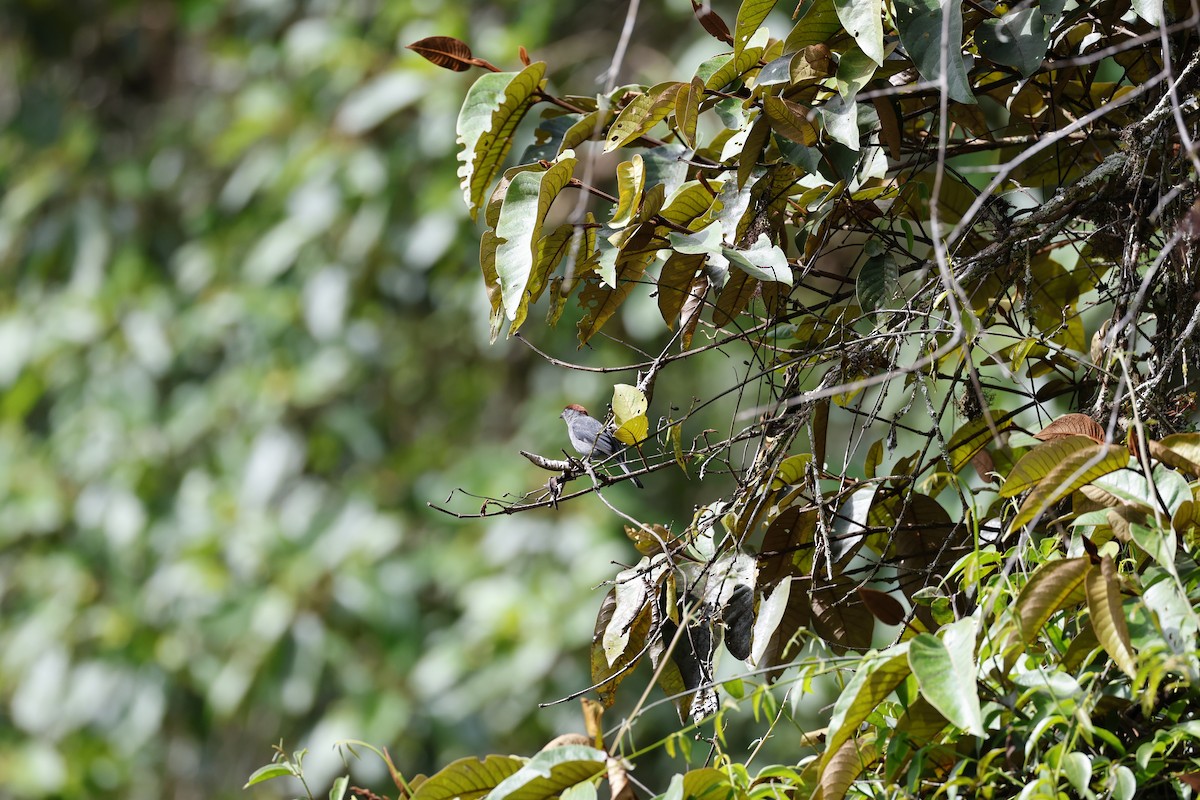 Slaty Tanager - ML639203129