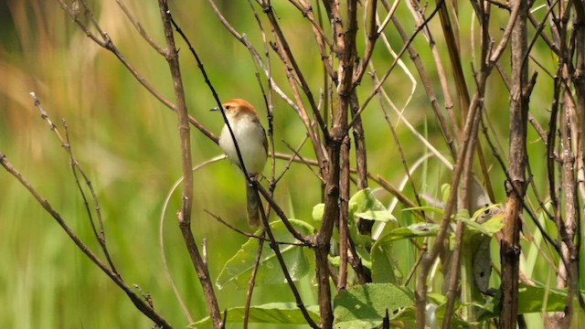 Levaillant's Cisticola - ML639203152
