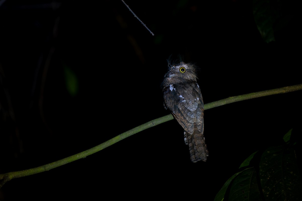 Palawan Frogmouth - ML639203162