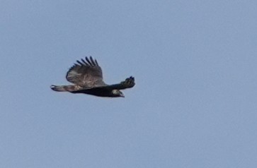Javan Hawk-Eagle - ML639203175