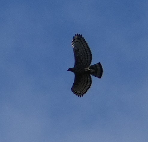 Javan Hawk-Eagle - ML639203177