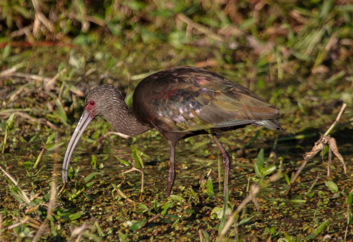 White-faced Ibis - ML639203185