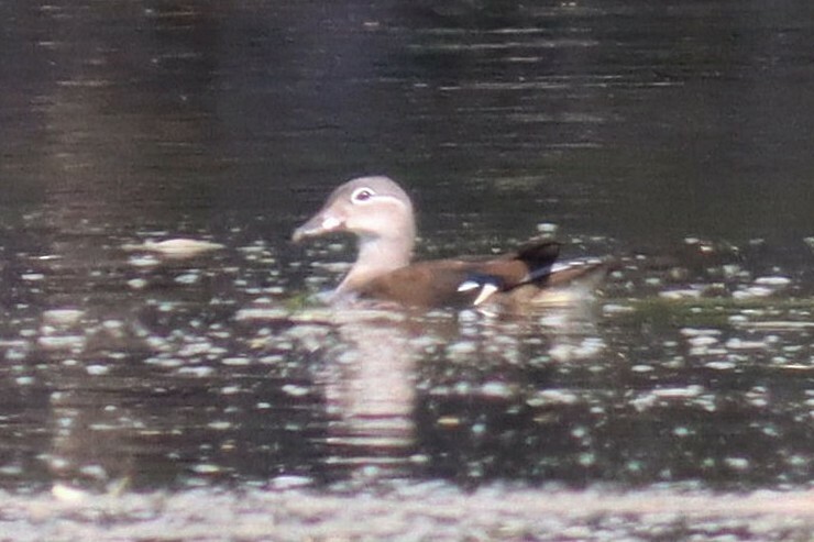 Mandarin Duck - ML639203190