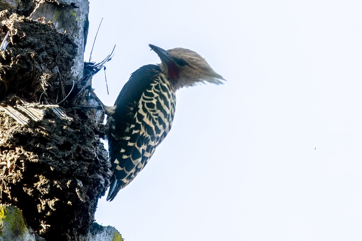 Ochre-backed Woodpecker - ML639203332
