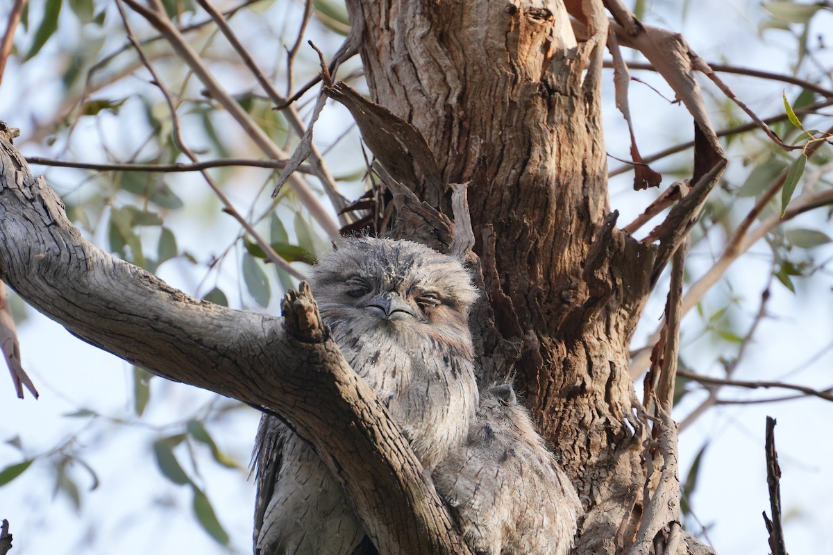 Tawny Frogmouth - ML639203337