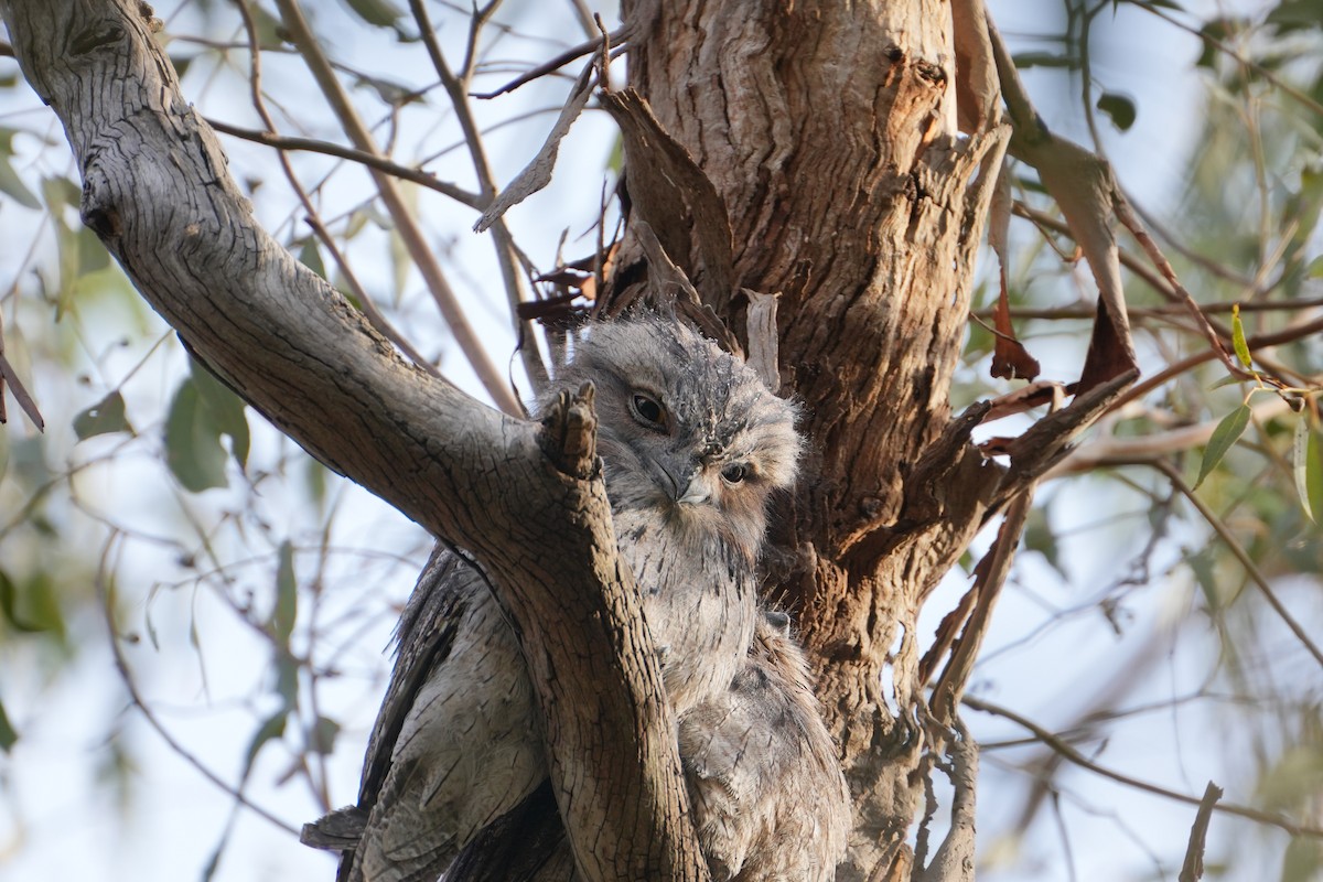 Tawny Frogmouth - ML639203338
