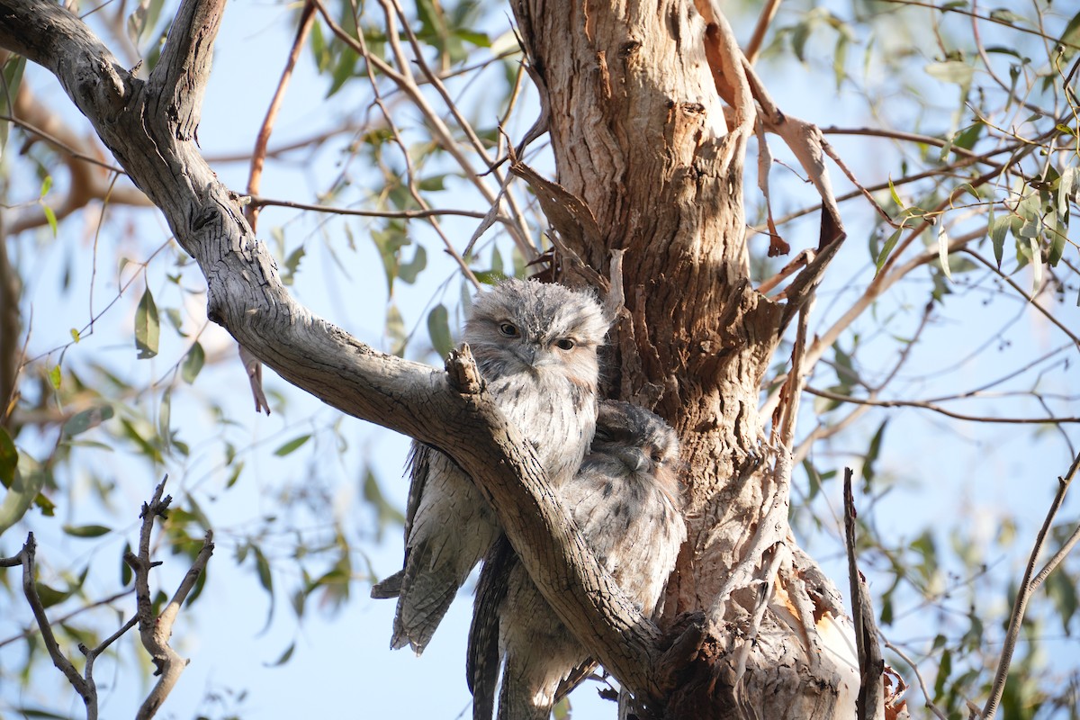 Tawny Frogmouth - ML639203339