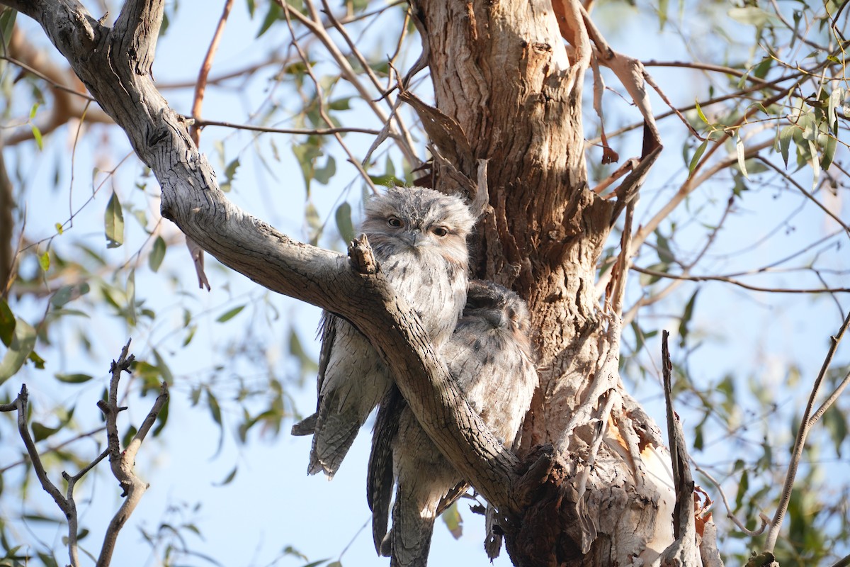 Tawny Frogmouth - ML639203340