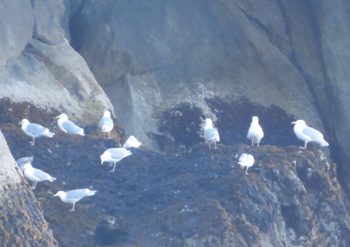 Glaucous-winged Gull - ML639203383