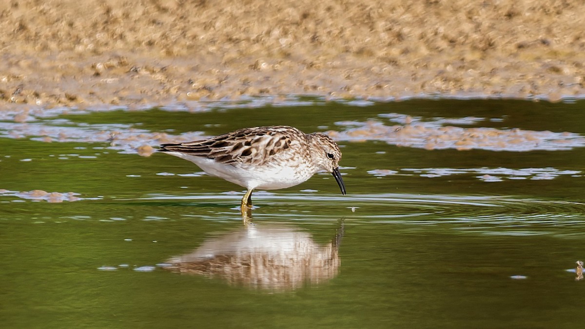 Least Sandpiper - ML639203395