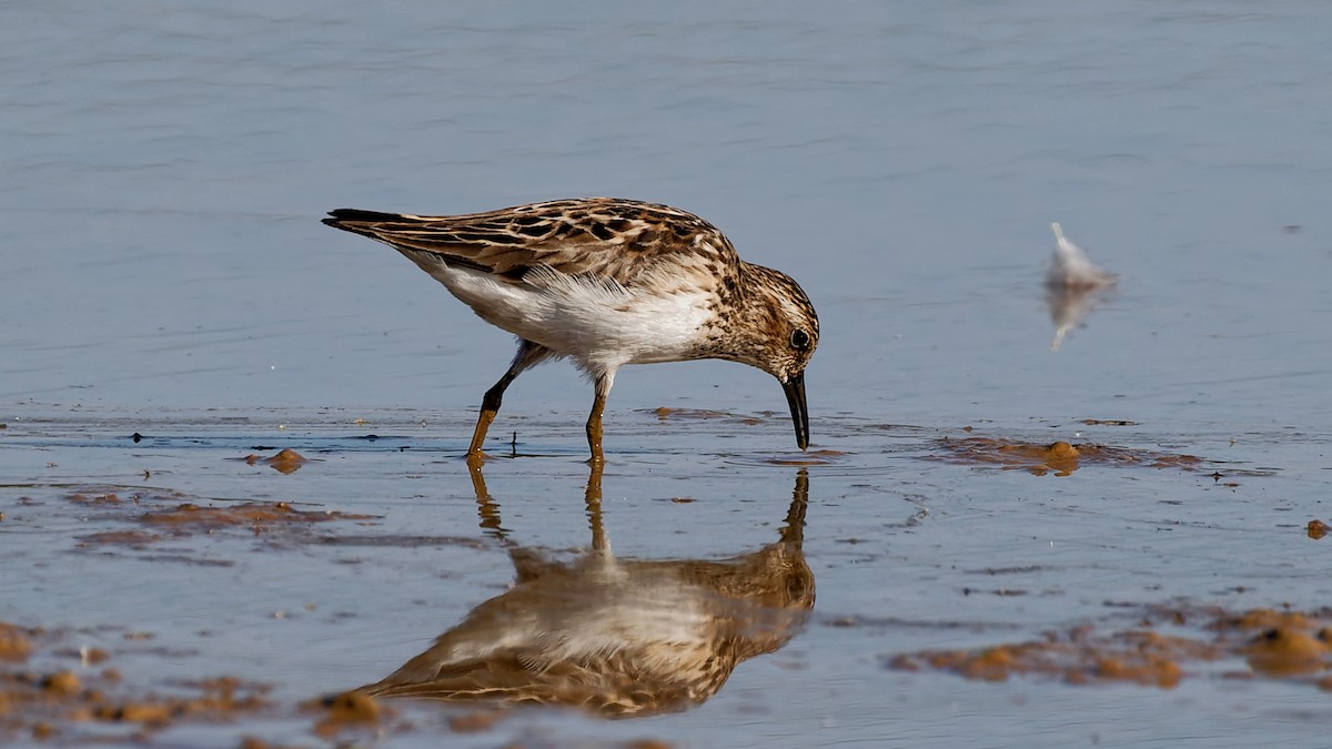 Least Sandpiper - ML639203396