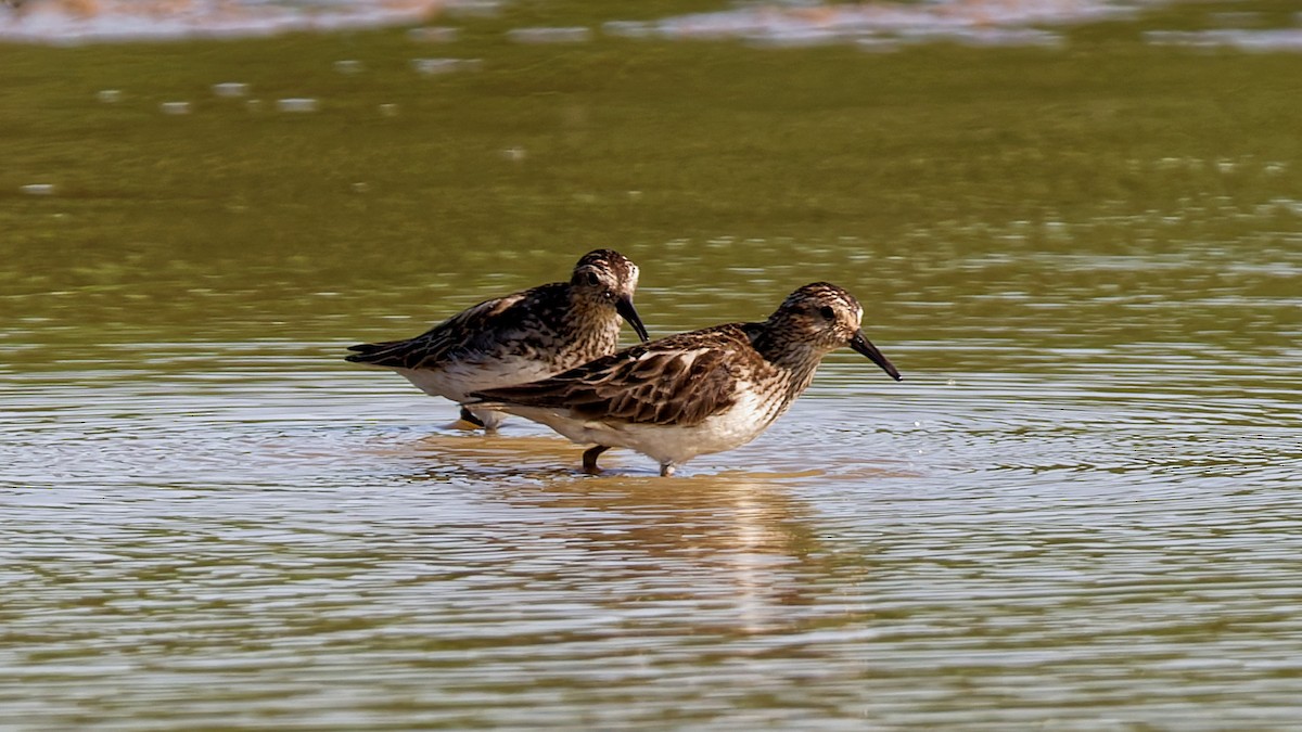 Least Sandpiper - ML639203397