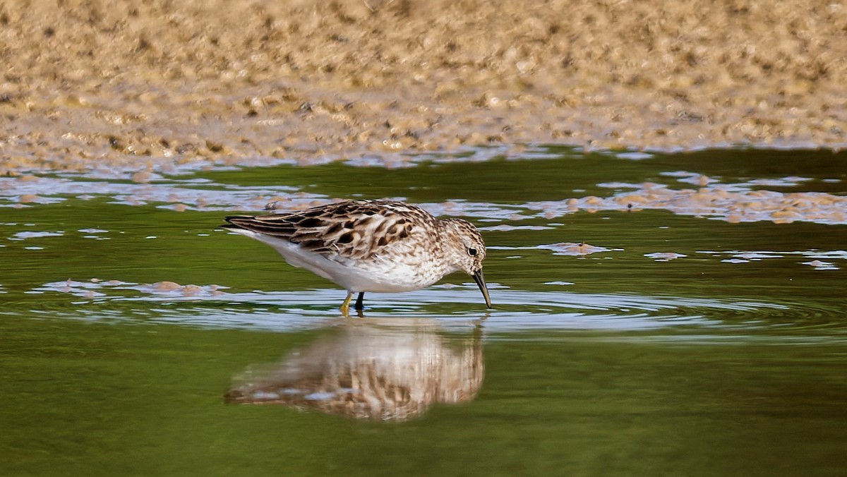 Least Sandpiper - ML639203398