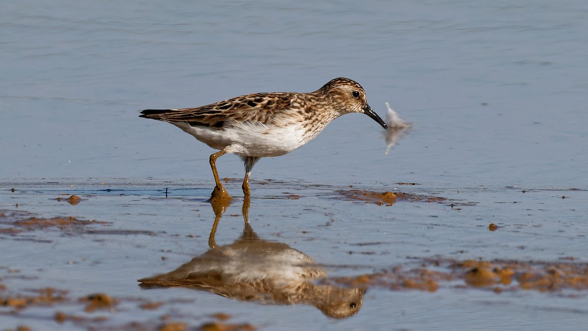 Least Sandpiper - ML639203399