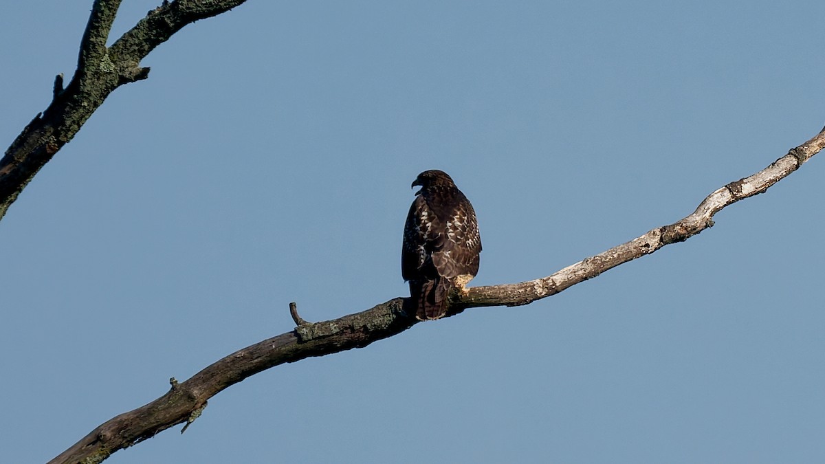 Red-tailed Hawk - ML639203403